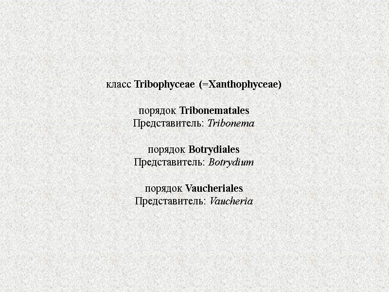 класс Tribophyceae (=Xanthophyceae)  порядок Tribonematales Представитель: Tribonema  порядок Botrydiales Представитель: Botrydium 